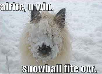 snow ball fight